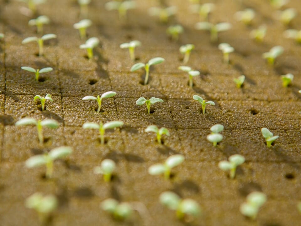 Seedlings growing in root cube as soil-less media