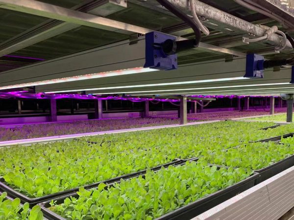 View of many Astrica 45W LED Grow Lights installed above growing lettuce plants, lights are daisy chained with black power cord, lights are white with blue end caps