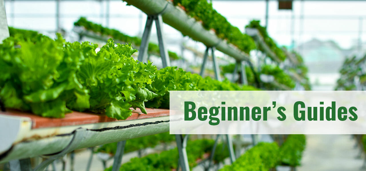 Hydroponics in a greenhouse with the text: Beginner's Guides