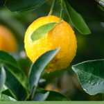 Lemon tree with one fruit and dark green leaves, water droplets on lemon, with text: Can I Grow Fruit Trees in a Greenhouse?