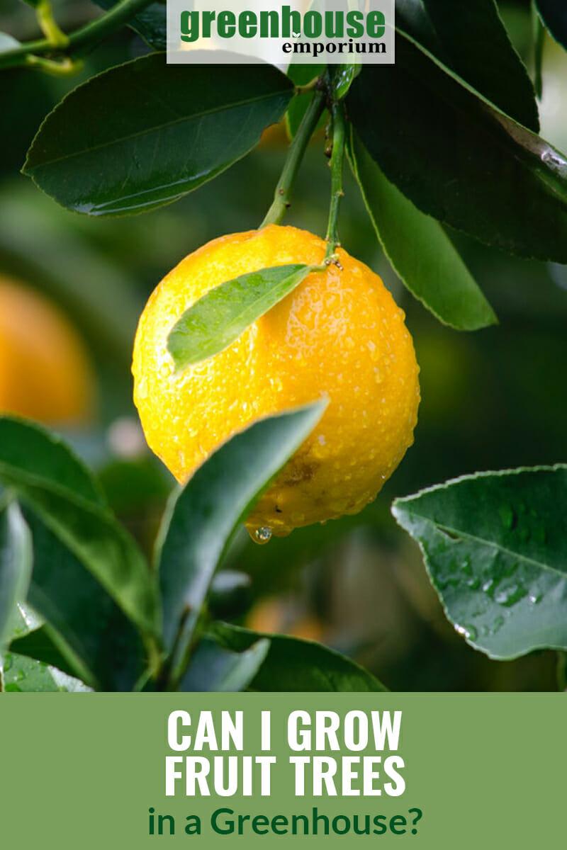 Lemon tree with one fruit and dark green leaves, water droplets on lemon, with text: Can I Grow Fruit Trees in a Greenhouse?