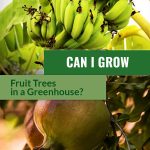 Top image of three banana bunches on plant with leaves in background, bottom image pomegranate fruit on tree, with text: Can I Grow Fruit Trees in a Greenhouse?