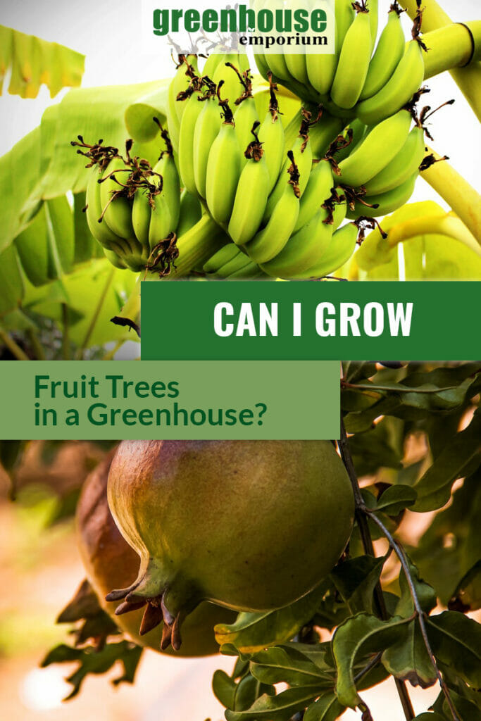 Top image of three banana bunches on plant with leaves in background, bottom image pomegranate fruit on tree, with text: Can I Grow Fruit Trees in a Greenhouse?