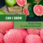 Top image guava leaves, whole guava and sliced guava fruit on cutting board, bottom image closeup of lychee fruit, with text: Can I Grow Fruit Trees in a Greenhouse?