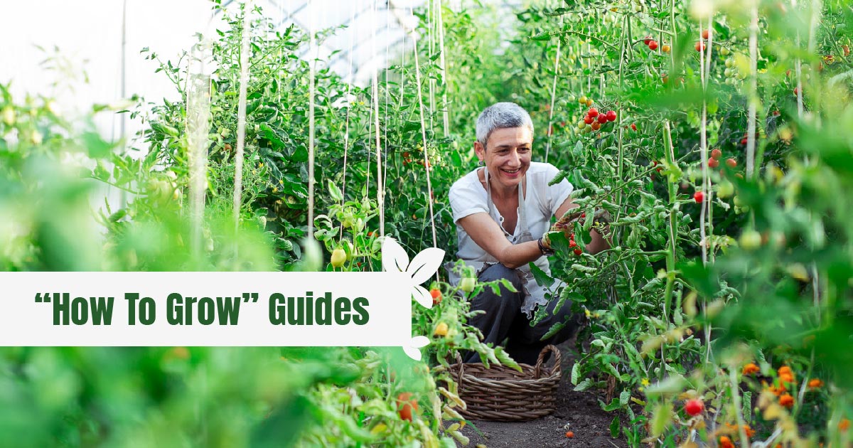 Woman in greenhouse tending her plants with a big smile on her face and the text: How To Grow Guides