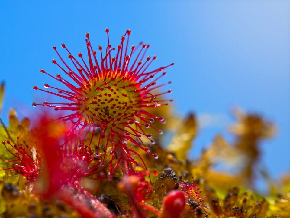 Clear blue sky background, yellow and red sundew carnivorous flower foreground