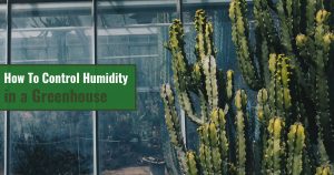 Greenhouse with big cacti and the text: How to Control Humidity in a Greenhouse