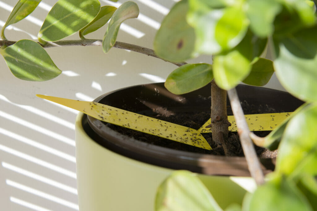 Plant in pot with yellow sticky traps across pot to attract fungus gnats