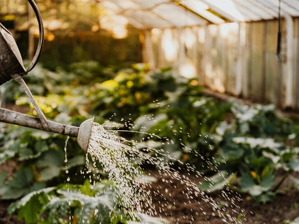 Watering can in greenhouse, adequate water assists with preventing aphids