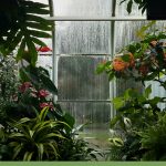 Interior greenhouse with condensation on windows, ornamental plants and flowering plants, with text: How to Control Humidity in a Greenhouse