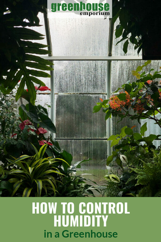 Interior greenhouse with condensation on windows, ornamental plants and flowering plants, with text: How to Control Humidity in a Greenhouse