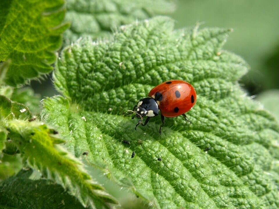 Ladybug on leaf, ladybugs are known for eating aphids