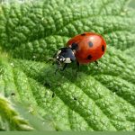 Ladybug in search of aphids on leaf with text: How Do You Get Rid of Aphids in a Greenhouse?