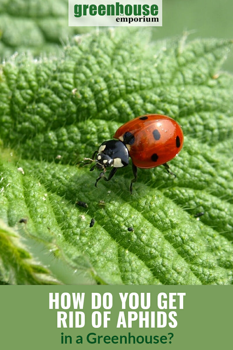 Ladybug in search of aphids on leaf with text: How Do You Get Rid of Aphids in a Greenhouse?