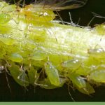 Aphids covering plant stem with text: How Do You Get Rid of Aphids in a Greenhouse?