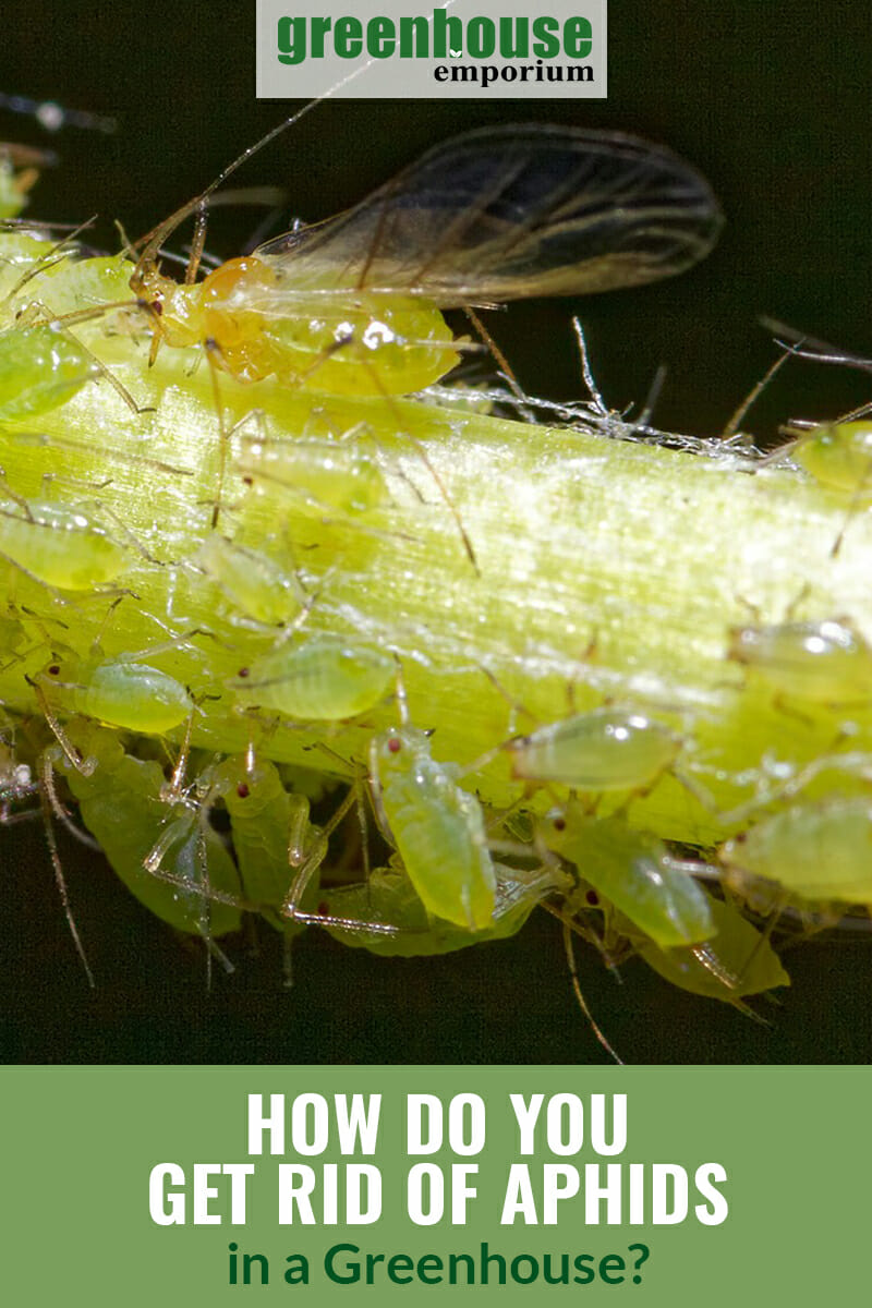 Aphids covering plant stem with text: How Do You Get Rid of Aphids in a Greenhouse?