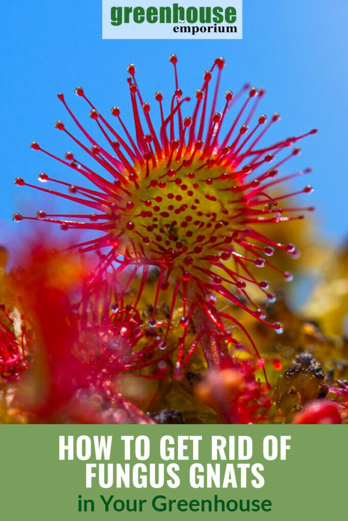 Sundew flower with fungus gnats with text: How to Get Rid of Fungus Gnats in Your Greenhouse
