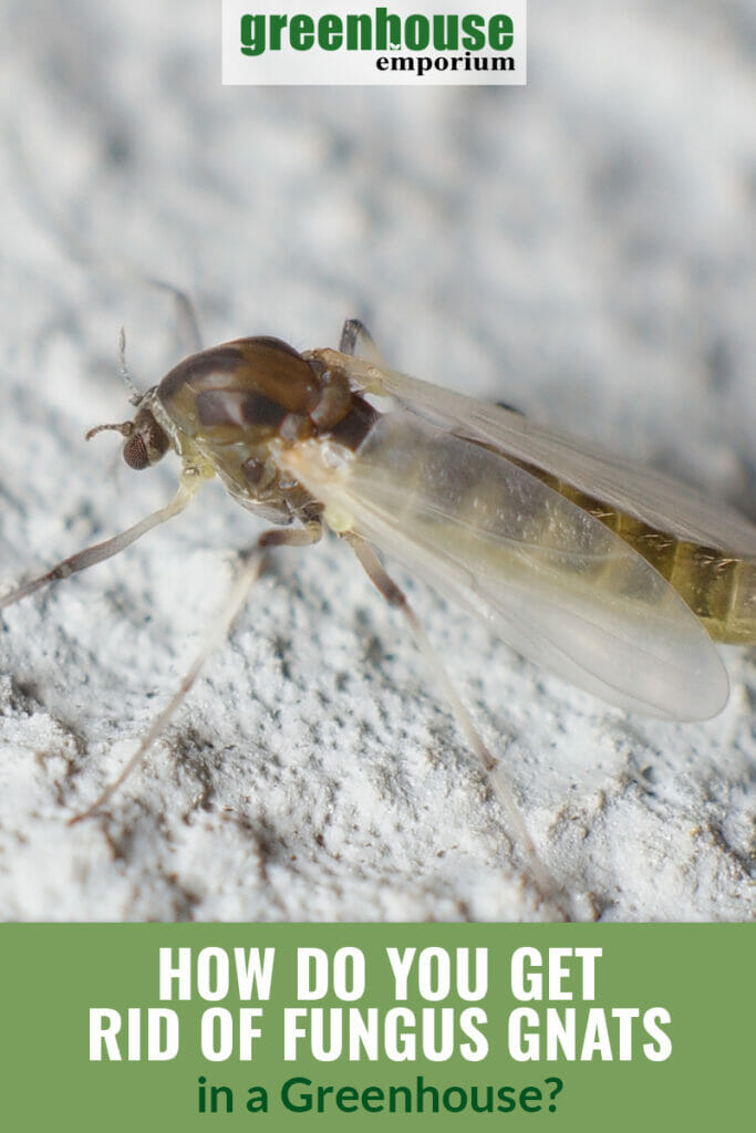 Fungus gnat on white background with text: How Do You Get Rid of Fungus Gnats in a Greenhouse?