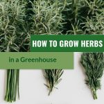 Top image rosemary, bottom image various herbs including parsley, cilantro, rosemary, basil with text: How to Grow Herbs in a Greenhouse