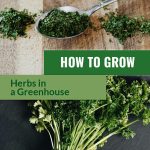 Top image dried oregano on spoon with wooden cutting board in background, bottom image bundled parsley on slate cutting board with text: How to Grow Herbs in a Greenhouse