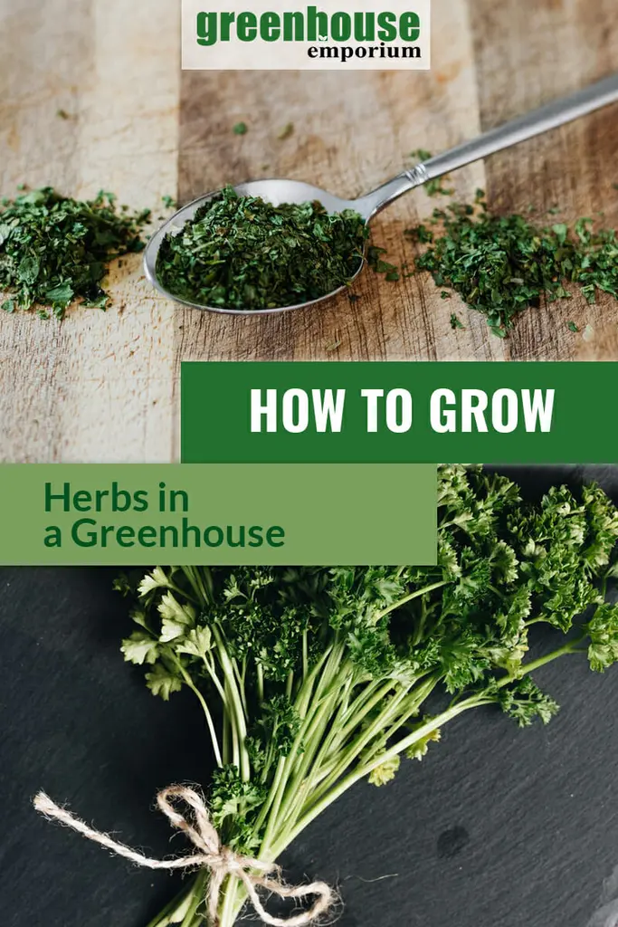 How To Grow Herbs in a Greenhouse Greenhouse Emporium