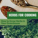 Top image various dried herbs on spoons with wooden cutting board in background, lower image oregano plant in pot, with text: Herbs for Cooking, How to Grow Herbs in Your Greenhouse