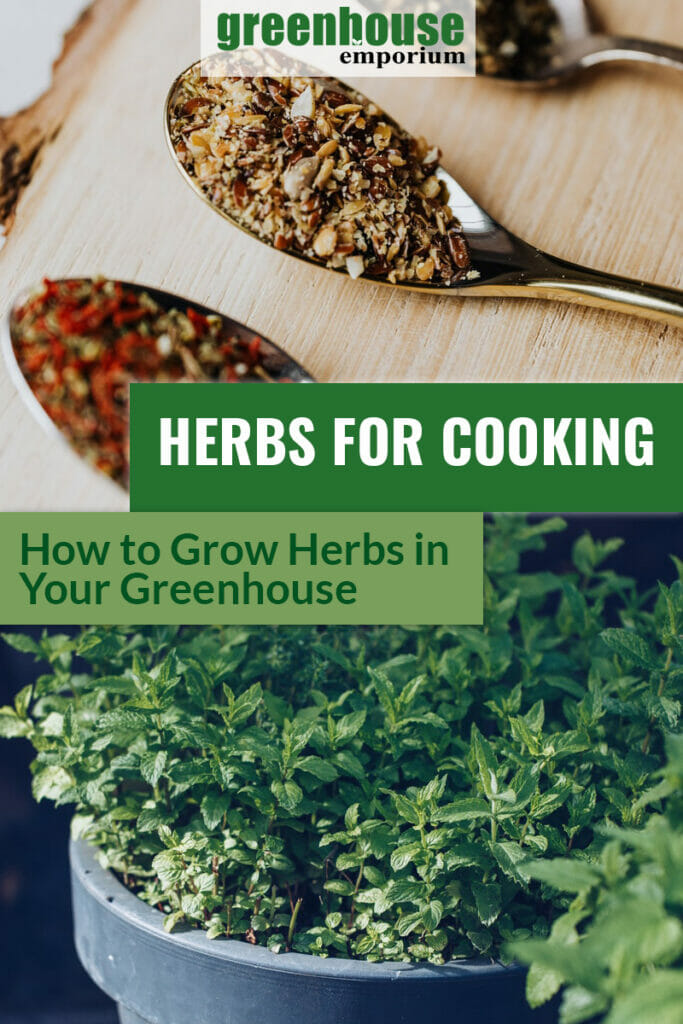 Top image various dried herbs on spoons with wooden cutting board in background, lower image oregano plant in pot, with text: Herbs for Cooking, How to Grow Herbs in Your Greenhouse