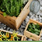 Herb garden in planters on rock drainage layer shown with watering can, with text: Growing Fragrant Herbs in a Greenhouse