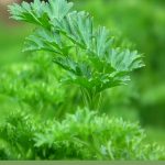 Closeup of parsley plant with text: How to Grow Herbs in a Greenhouse