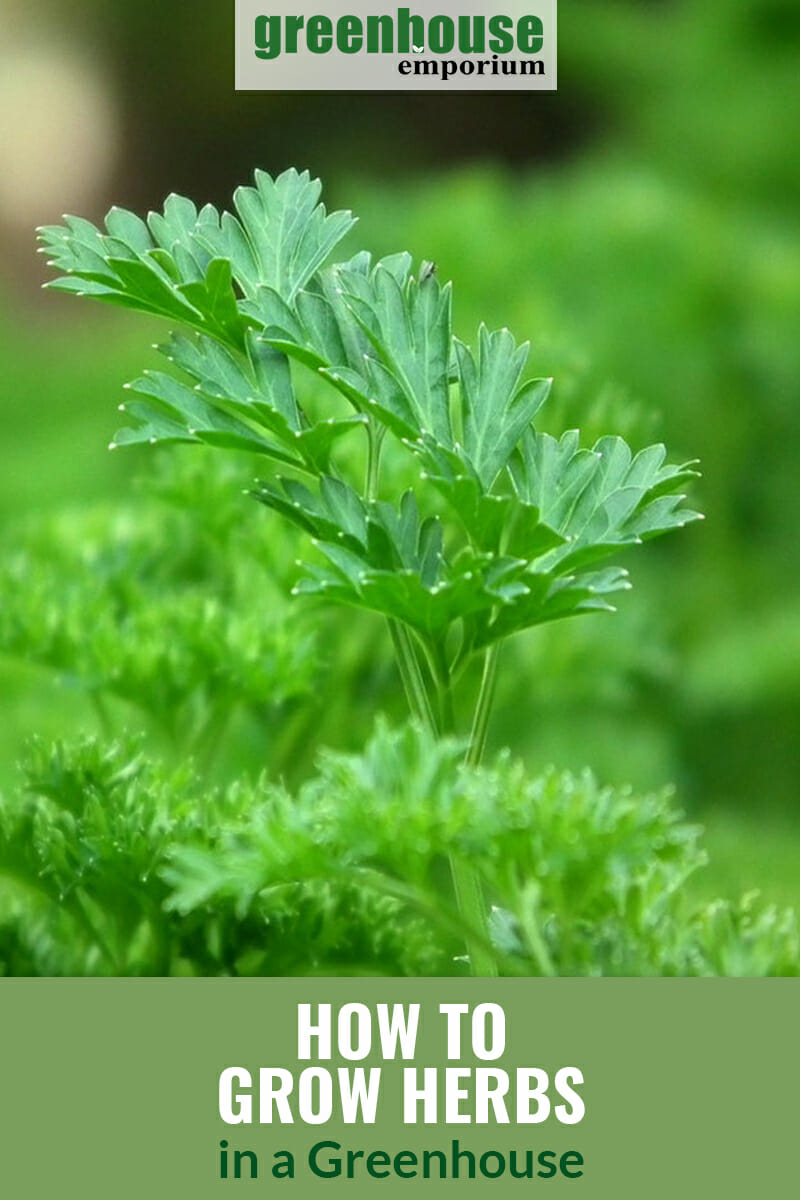 Closeup of parsley plant with text: How to Grow Herbs in a Greenhouse