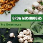 Various edible mushrooms and parsley on marble and slate backgrounds with text: Grow Mushrooms in a Greenhouse