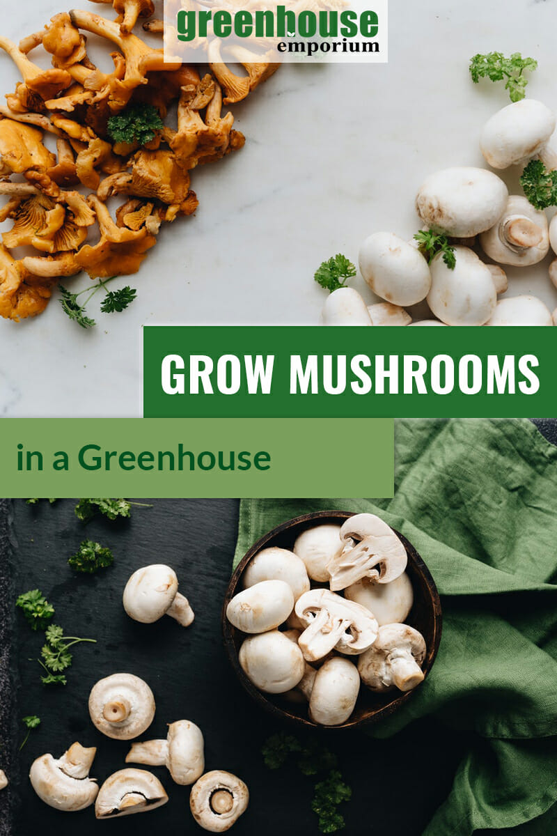 Various edible mushrooms and parsley on marble and slate backgrounds with text: Grow Mushrooms in a Greenhouse