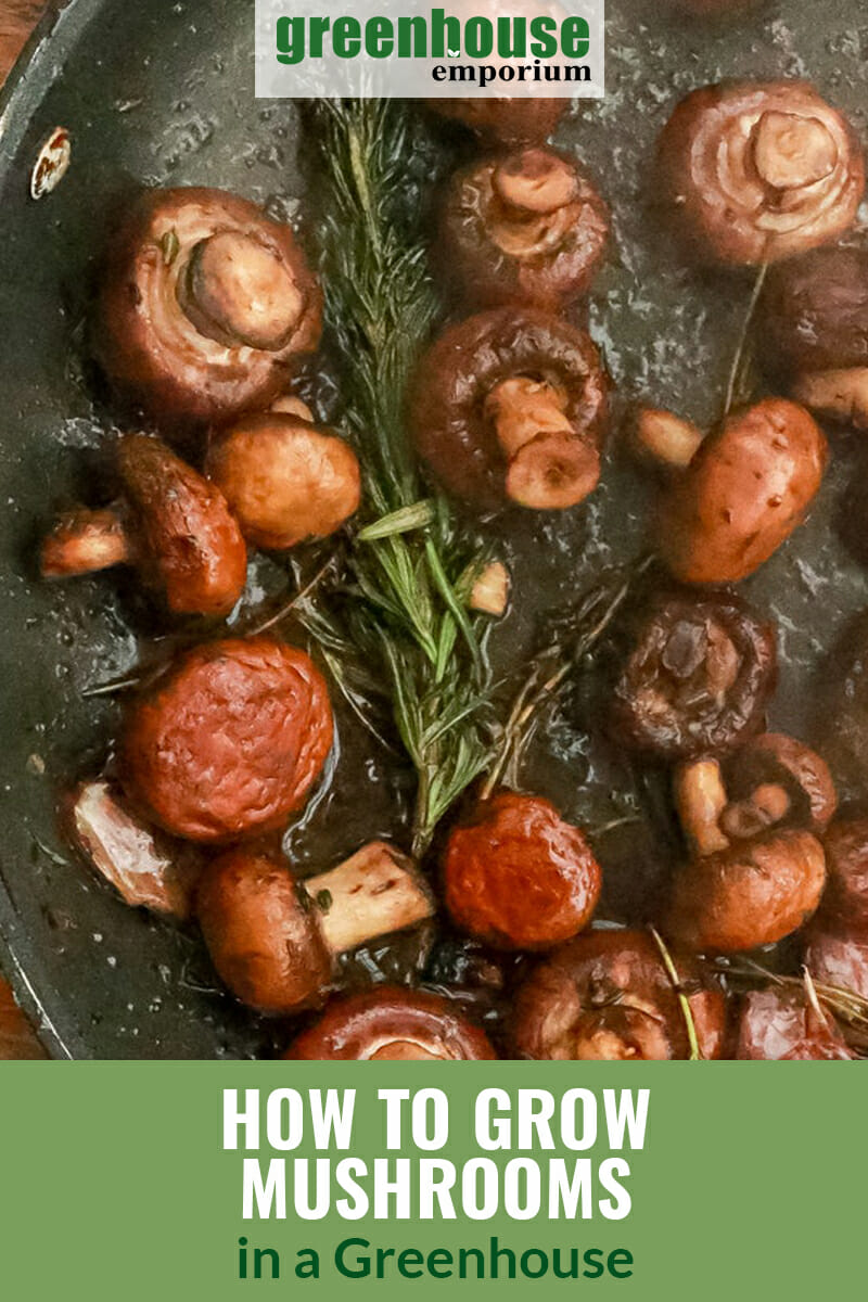 Baby Portobello mushrooms cooking with rosemary, with text: How to Grow Mushrooms in a Greenhouse