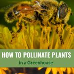 Top image bee on flower stamens, bottom image coneflowers with bees, with text How to Pollinate Plants in a Greenhouse