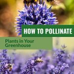 Purple flowers with bees with text: How to Pollinate Plants in Your Greenhouse