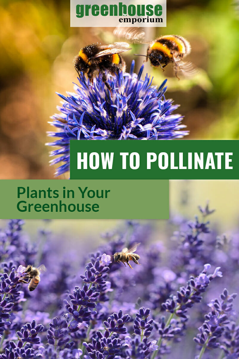 Purple flowers with bees with text: How to Pollinate Plants in Your Greenhouse