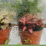 Water droplets on interior of greenhouse glass with plants enclosed, with text: How Do You Control Humidity in a Greenhouse?