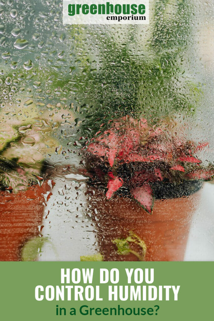 Water droplets on interior of greenhouse glass with plants enclosed, with text: How Do You Control Humidity in a Greenhouse?