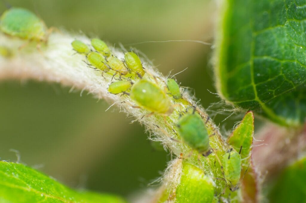 Aphids along plant stem