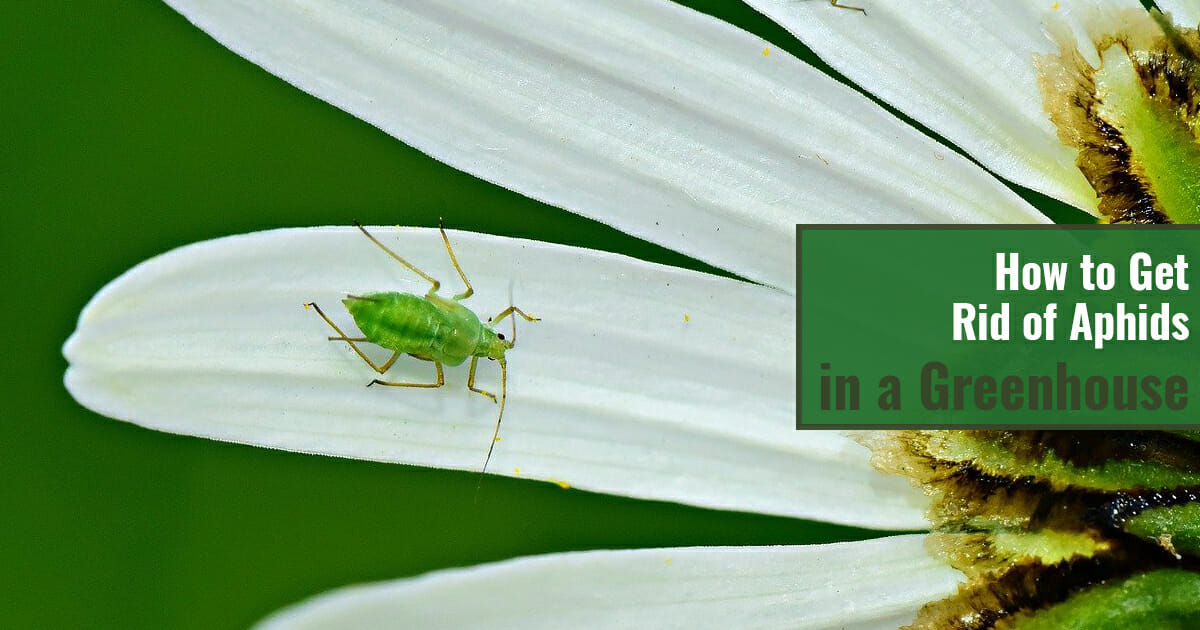 Aphids on a flower with the text: how to get rid of aphids in a greenhouse