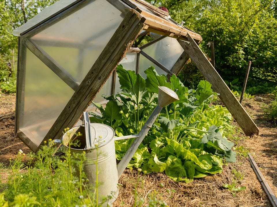 Wooden cold frame propped up to allow the sun to shine directly on vegetable plants