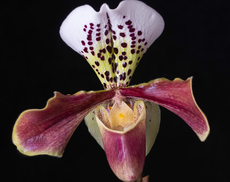 Paphiopedilum orchid, also known as slipper orchid, with upright white and yellow petals, pink and peach colored pouch