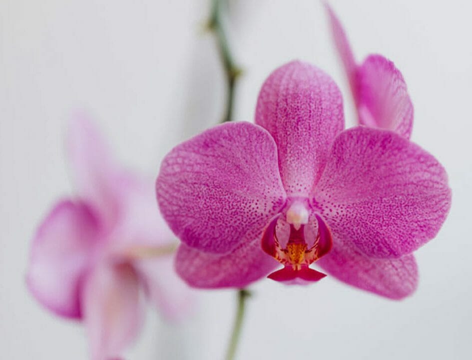 Pink Phalaenopsis orchid flower, close up view