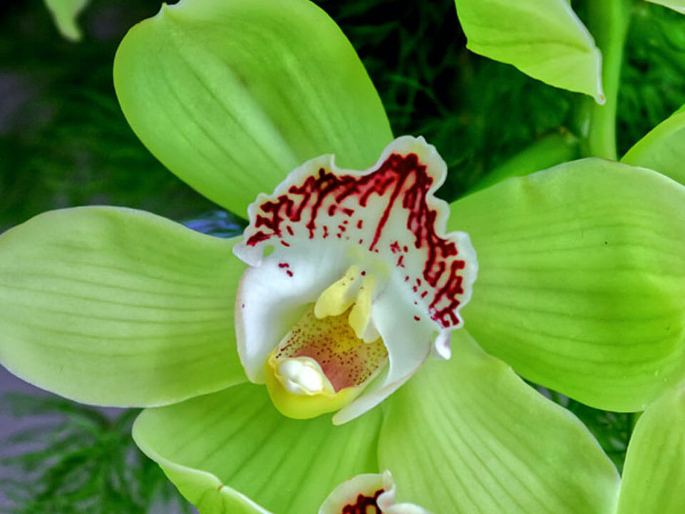 Green, yellow, white and red flower Cymbidium orchid, close view