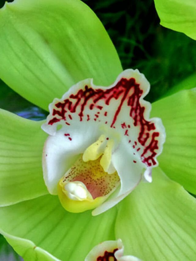 The Top 5 Orchids to Grow in a Greenhouse