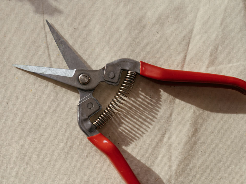 Pointed pruning shears for trimming orchids