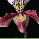 Close up of pocket orchid, yellow, pink, white, purple spotted petals