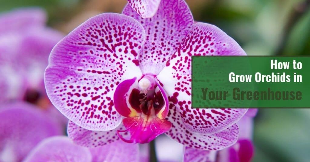 Pink and white orchid flower, closeup, with text: How to Grow Orchids in Your Greenhouse