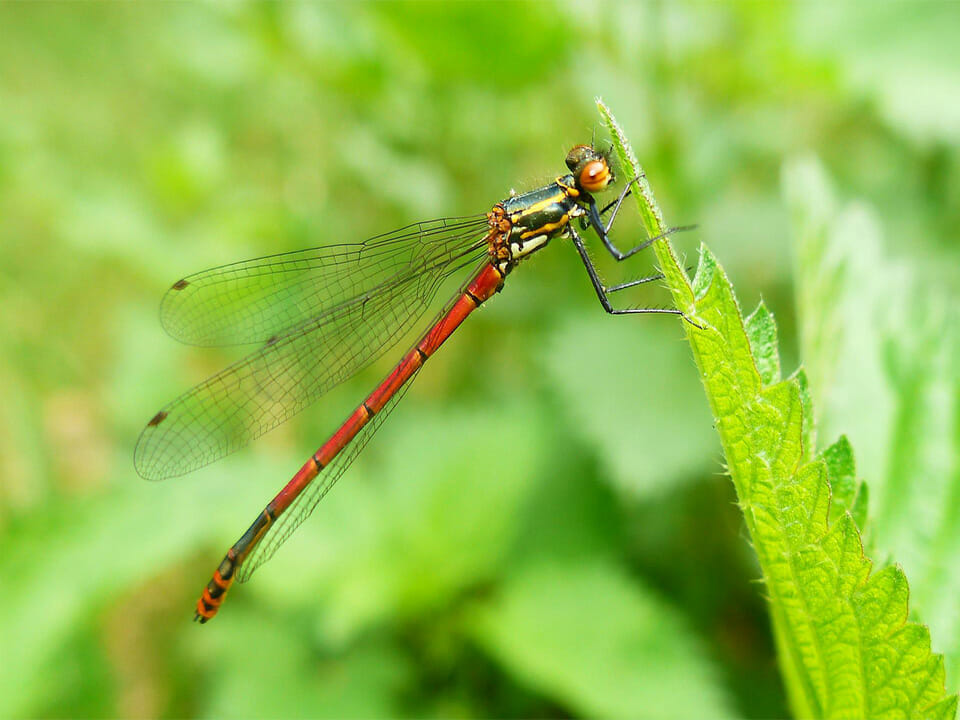 Dragonfly on a plant