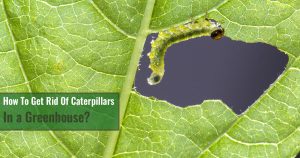 Caterpillar eating a leaf with the text: How to get rid of caterpillars in a greenhouse?